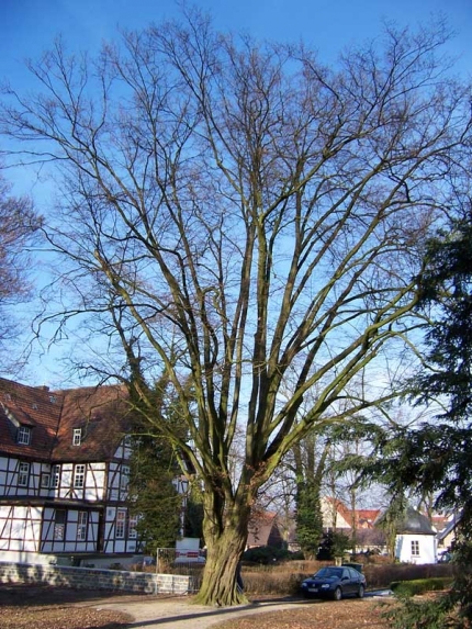 Bild 3 von Hainbuche am Mallinckrodthof